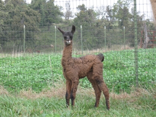 Llylle is our newest addition to our llama family, born in October 2008.